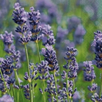 Servietter - vild lavendel